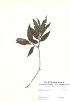 藏品(山紅柿)的圖片